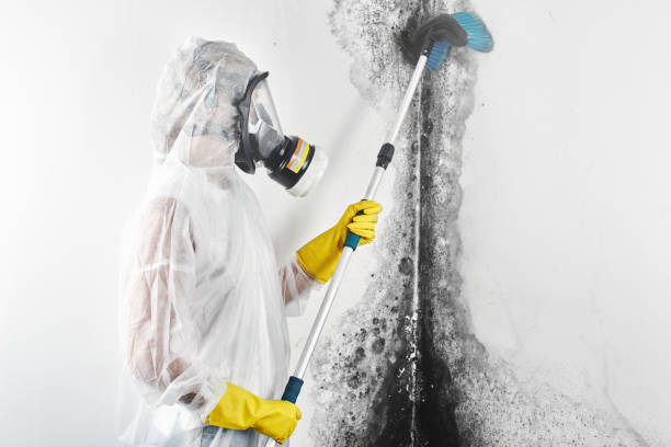 Best Attic Mold Removal  in Fairview, TN